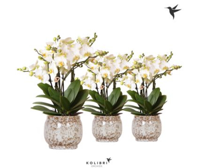 PHALAENOPSIS 6BR MF CERAM