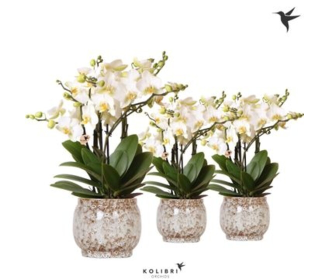 PHALAENOPSIS 6BR MF CERAM