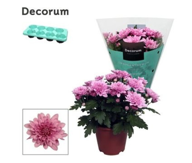 DENDRANTHEMA 3PP ROSE