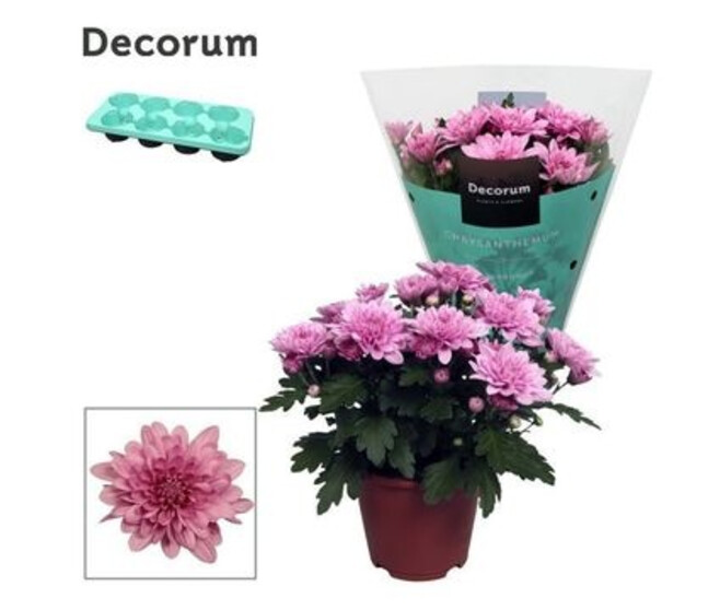 DENDRANTHEMA 3PP ROSE