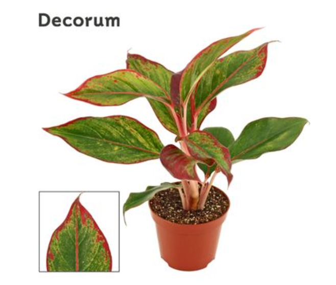AGLAONEMA CRETE