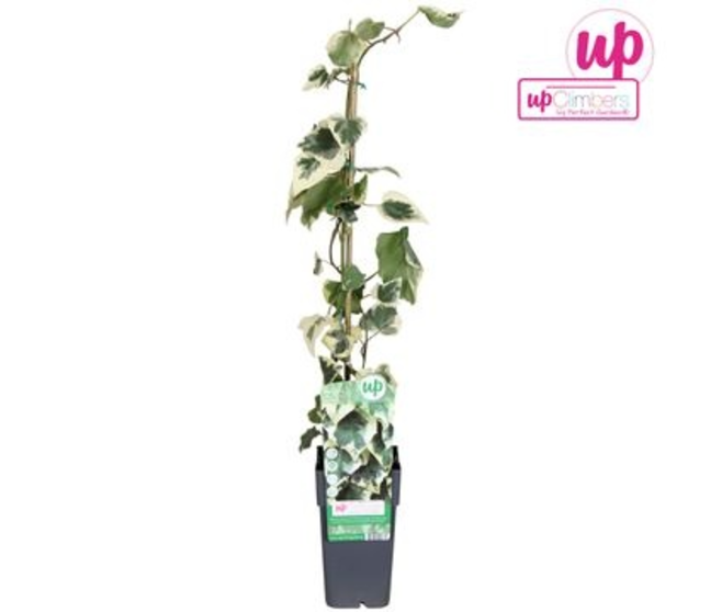 HEDERA DENTATA VARIEGATA