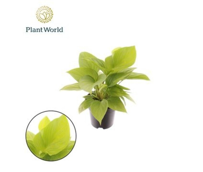 HOMALOMENA LEMON LIME