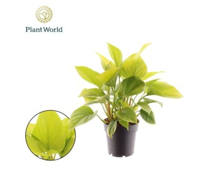 HOMALOMENA LEMON LIME