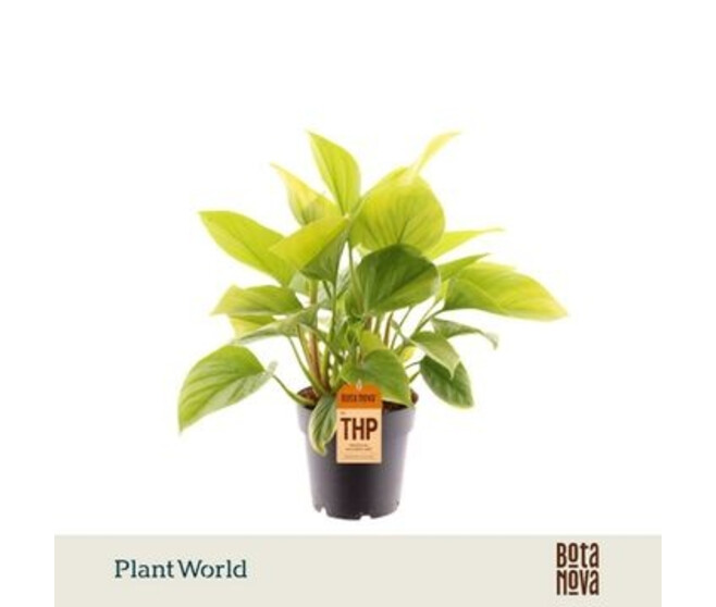 HOMALOMENA LEMON LIME