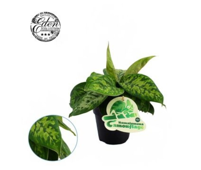 HOMALOMENA CAMOUFLAGE