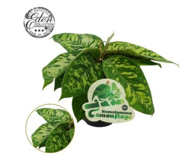 HOMALOMENA CAMOUFLAGE
