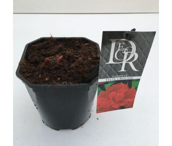 PAEONIA PIVOINE VARIEE