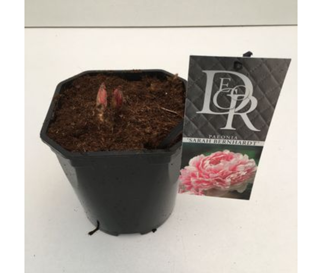 PAEONIA PIVOINE SARAH BERNHARDT
