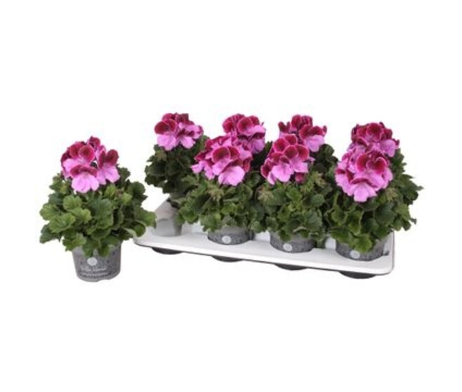 PELARGONIUM GRANDIFLORUM DON ROMIRO
