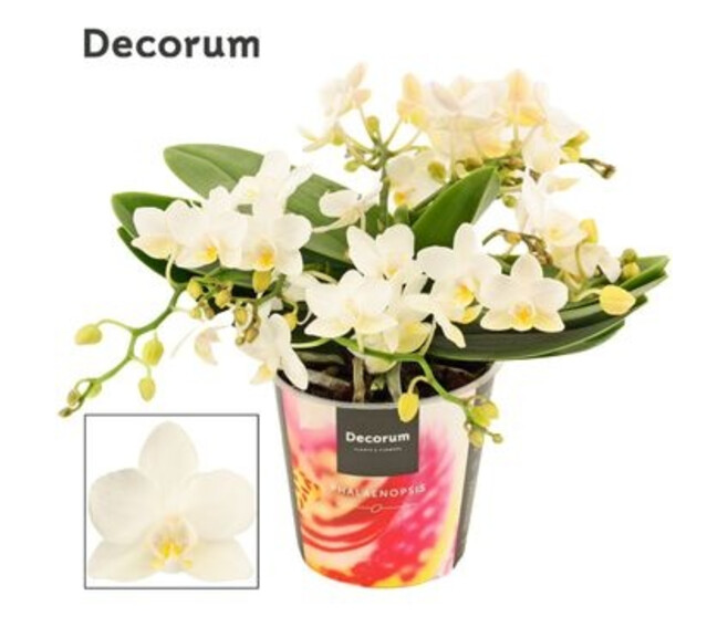 PHALAENOPSIS 4BR BLANC WHITNEY