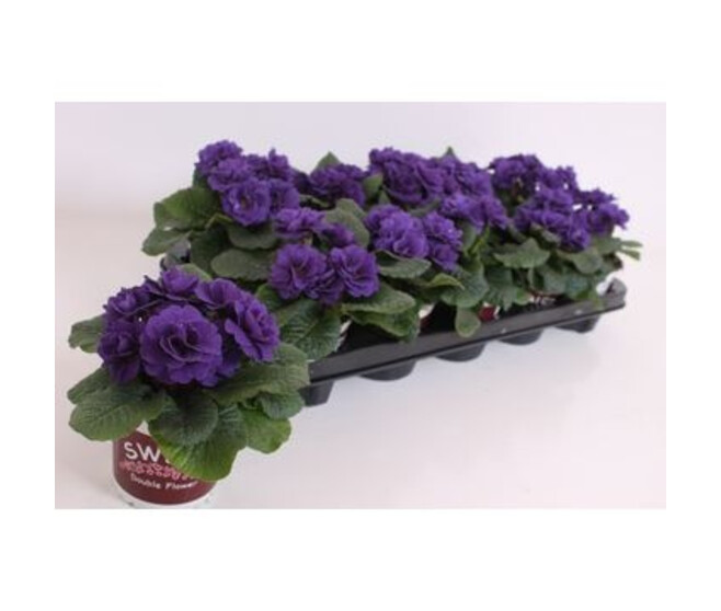 PRIMEVERE ACAULIS FL DBLE BLEUE