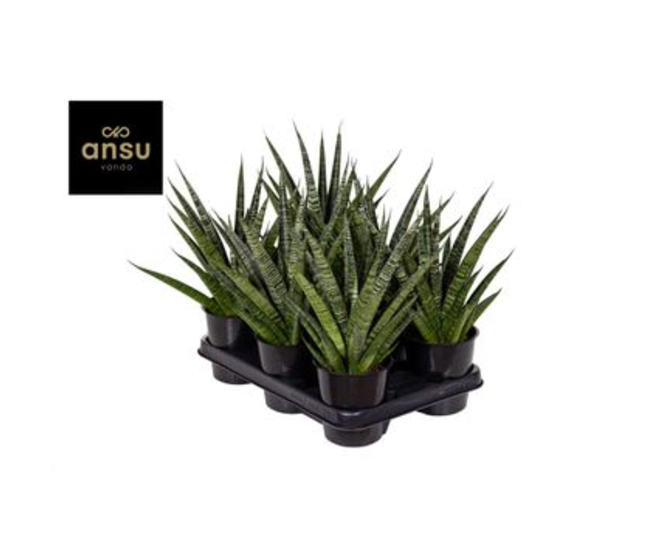 SANSEVIERIA COSMET QUEEN MARBLE