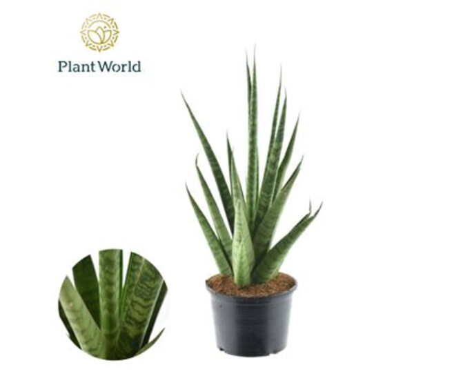 SANSEVIERIA CYLINDRICA