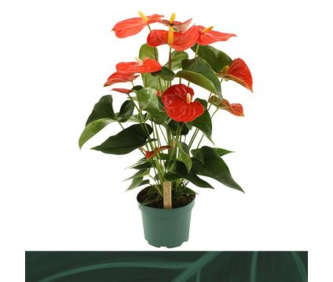 ANTHURIUM ANDREANUM FLORIDA