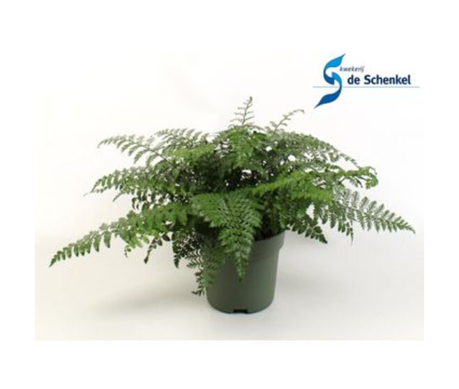 ASPLENIUM PARVATI
