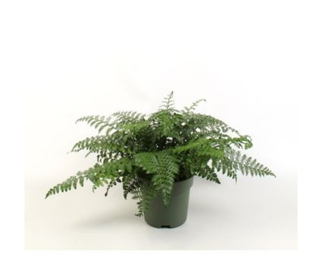 ASPLENIUM PARVATI