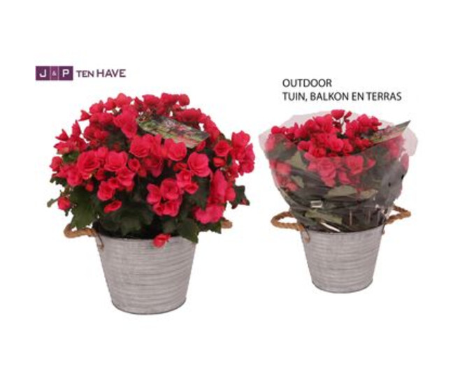 BEGONIA BETULIA BRIGHT PINK ZINC