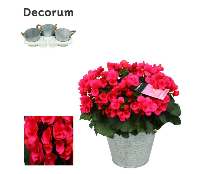 BEGONIA BETULIA BRIGHT PINK ZINC