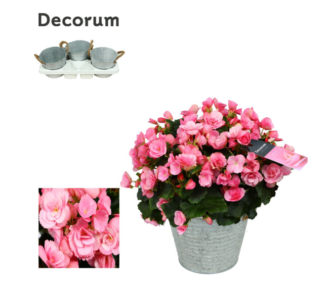 BEGONIA BETULIA CANDY ZINC