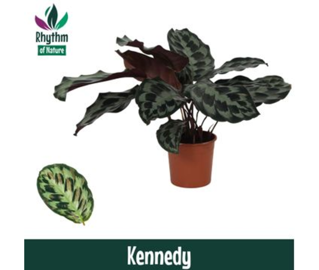 CALATHEA KENNEDY