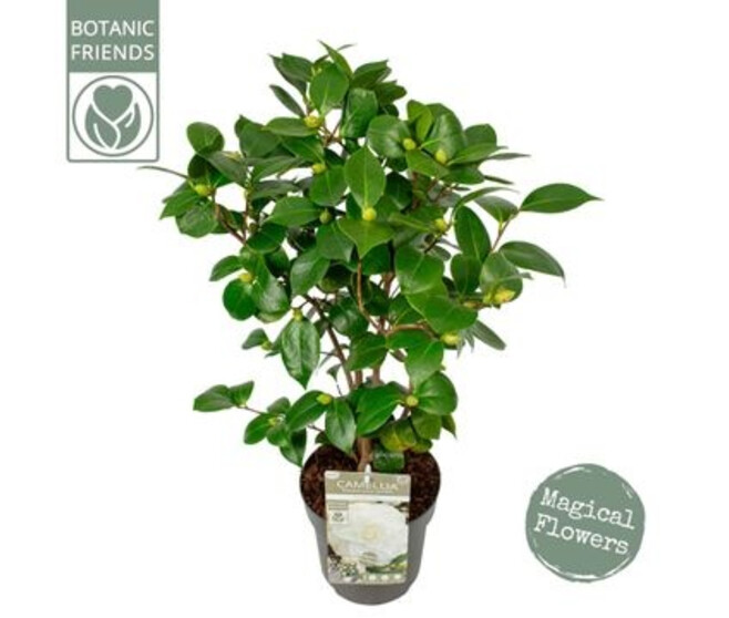 CAMELLIA JAPONICA NUCCIO S GEM