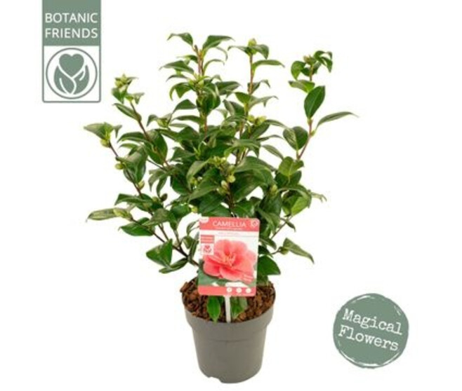 CAMELLIA JAPONICA MARY WILLIAMS