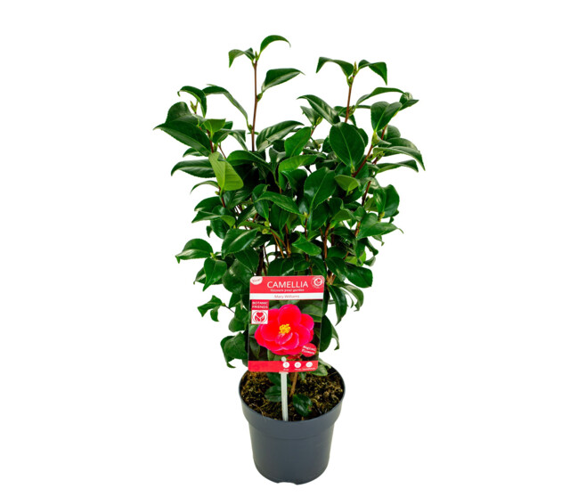 CAMELLIA JAPONICA MARY WILLIAMS