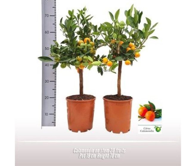 CALAMONDIN TIGE