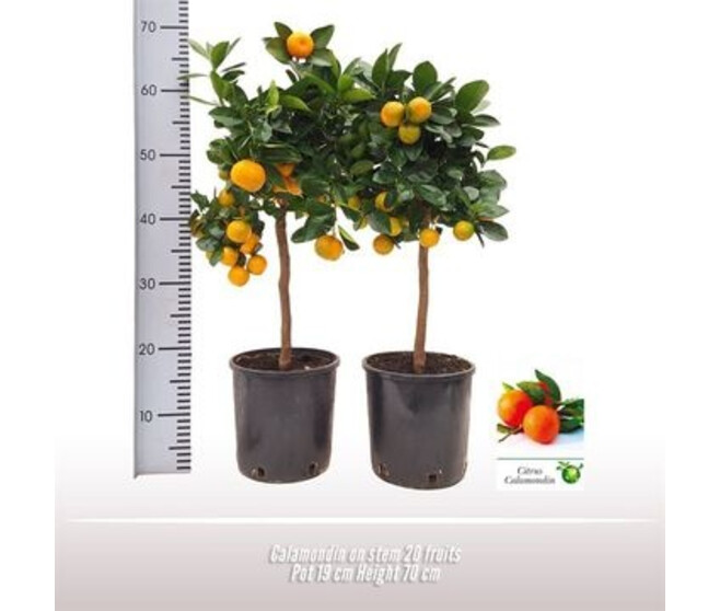 CALAMONDIN TIGE