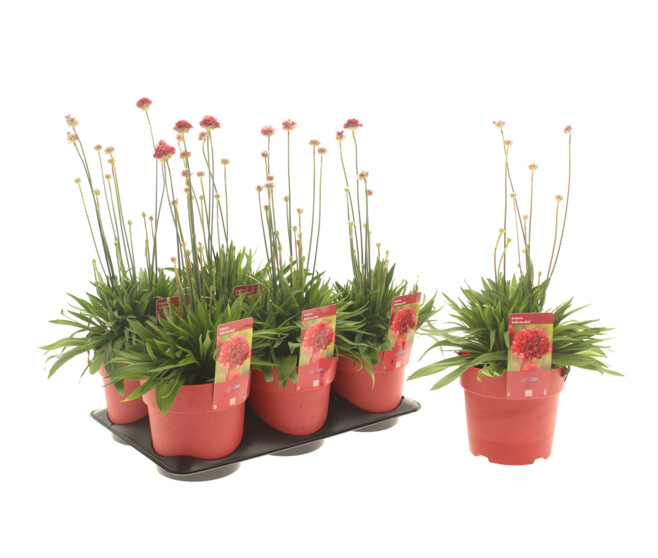 ARMERIA BALLERINA RED