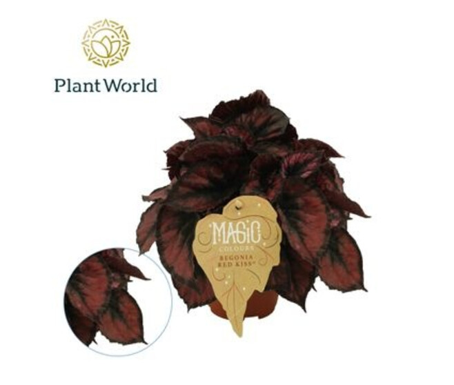 BEGONIA MAGIC COLOR RED KISS