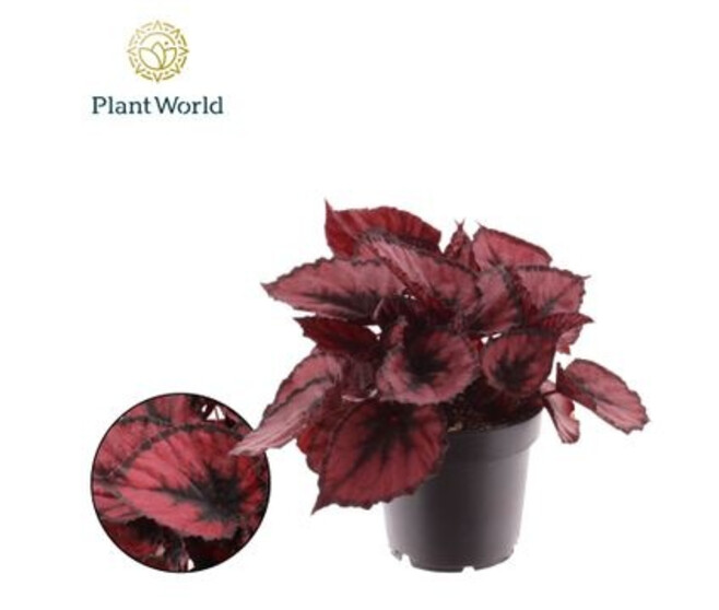 BEGONIA MAGIC COLOR RED KISS