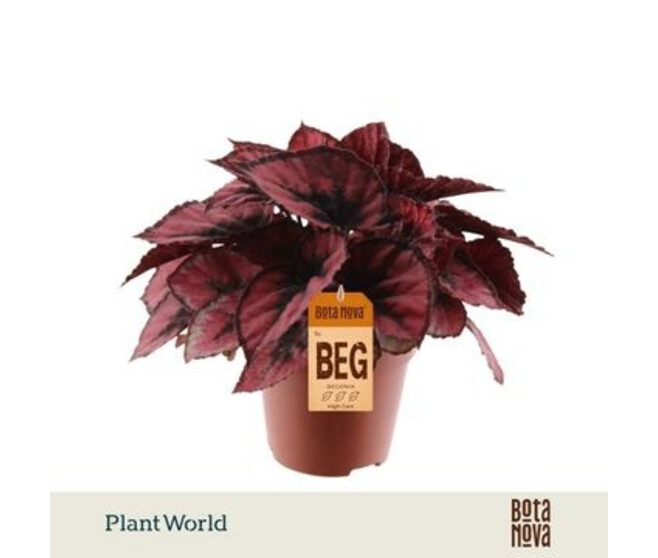 BEGONIA MAGIC COLOR RED KISS