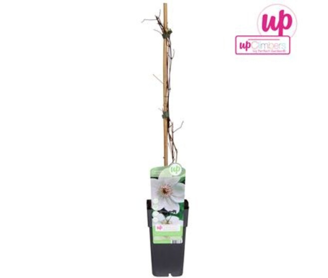 CLEMATITE MISS BATEMAN