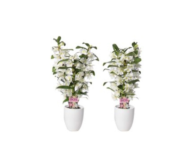 DENDROBIUM 3BR NOBILE APOLLON CERAM