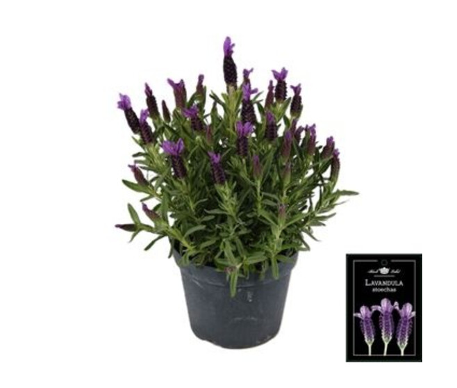 LAVANDE STOECHAS