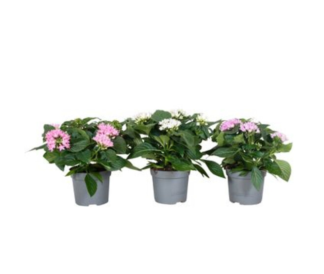 PENTAS STARCLUSTER