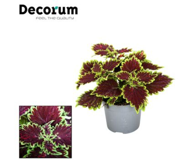 PLECTRANTHUS MAIN STREET BOURBON STREET