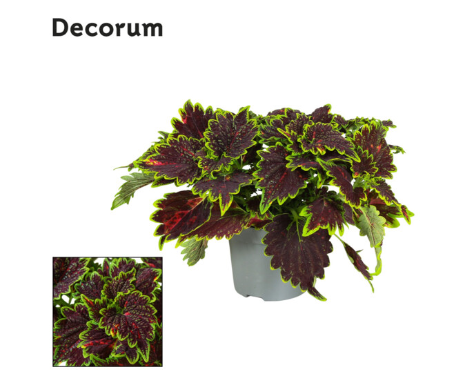 PLECTRANTHUS MAIN STREET BOURBON STREET