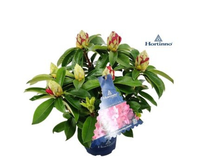RHODODENDRON RHODO XXL