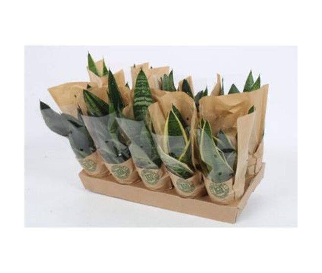 SANSEVIERIA VARIES