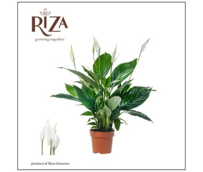 SPATHIPHYLLUM PICO CUPIDO