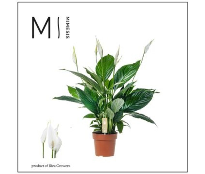 SPATHIPHYLLUM PICO CUPIDO