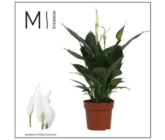 SPATHIPHYLLUM PICO CUPIDO