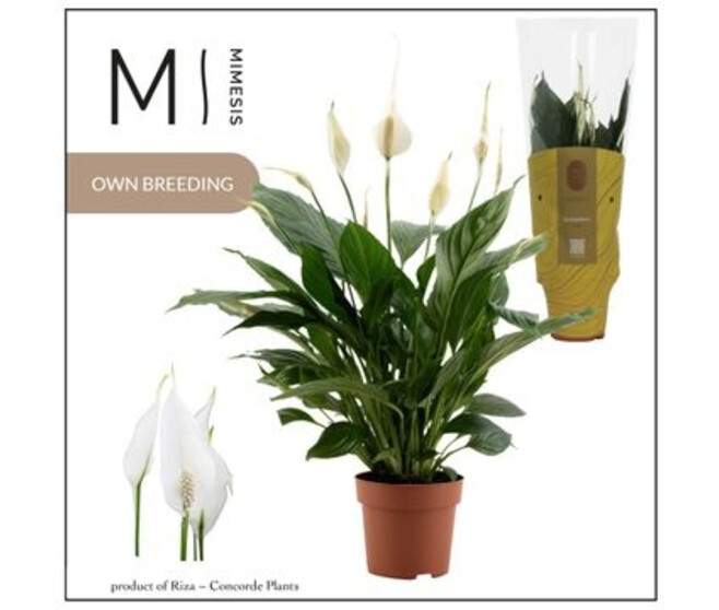 SPATHIPHYLLUM PICO CUPIDO