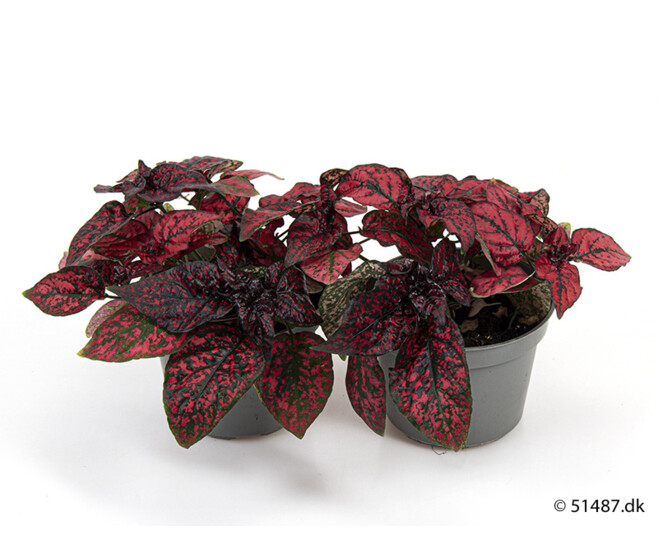 HYPOESTES