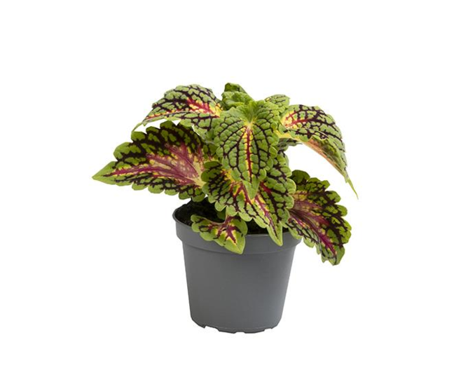 COLEUS SPACECAKE