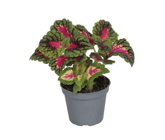 COLEUS SPACECAKE