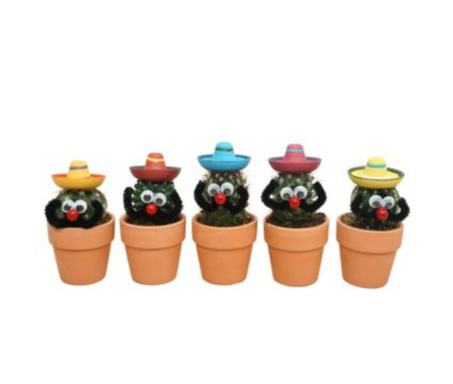 CACTUS VARIES MEXICAIN P TERRE